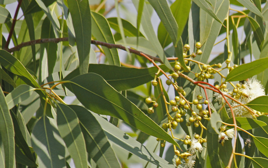 Eucalyptus Uses and Benefits from Saje s Ingredient Garden