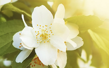 Jasmine flower on sale