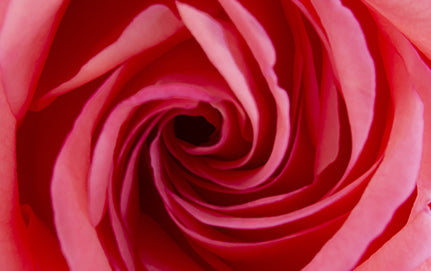 Hybrid Tea Rose: Benefits, Uses, How to Grow and Care Tips
